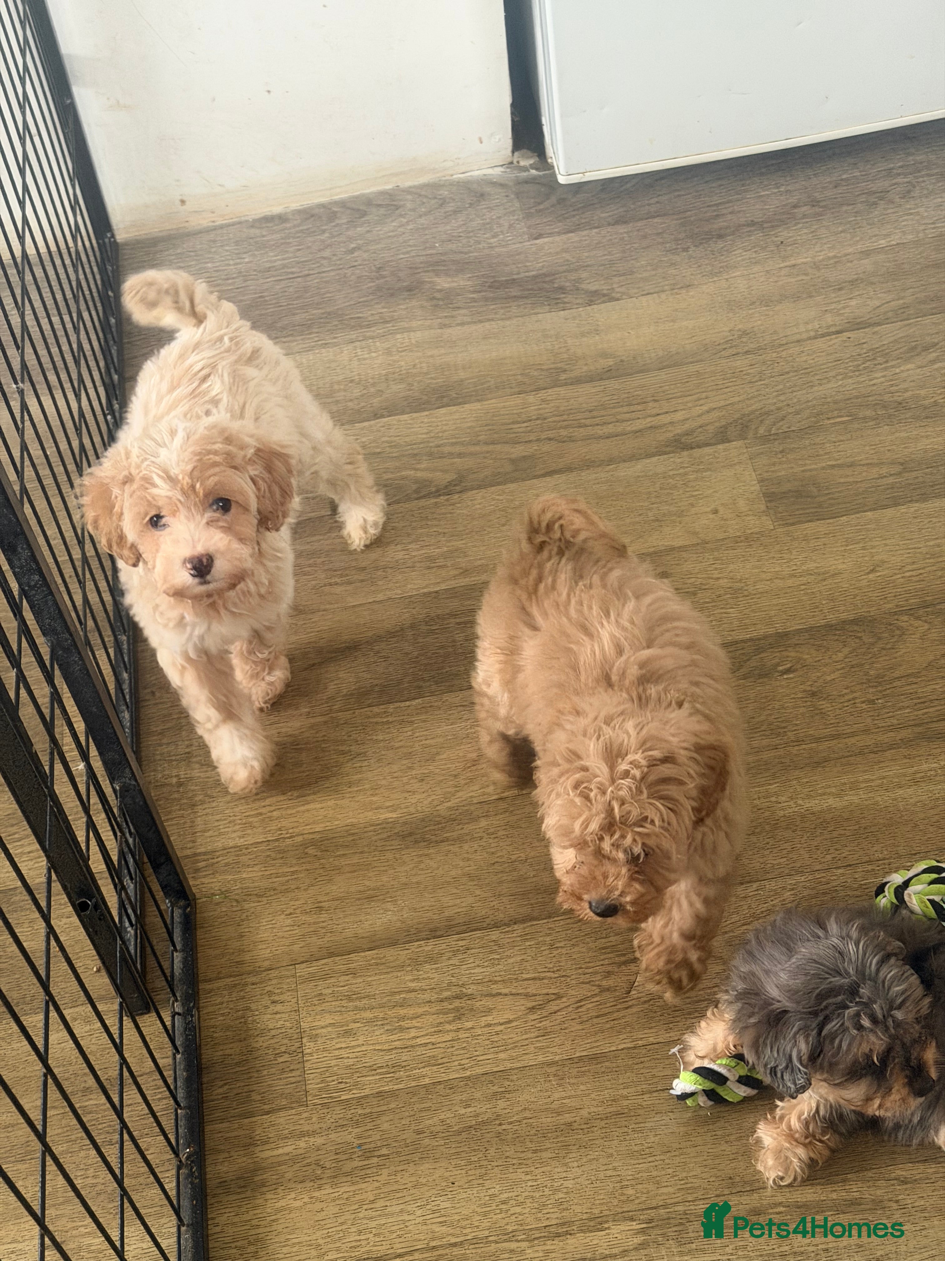 Maltipoo dogs 4 beautiful Maltipoo  - Advert 11