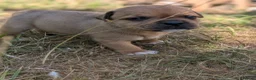 Staffordshire Bull Terrier dogs for sale: KC Red Staffords  - Advert 2