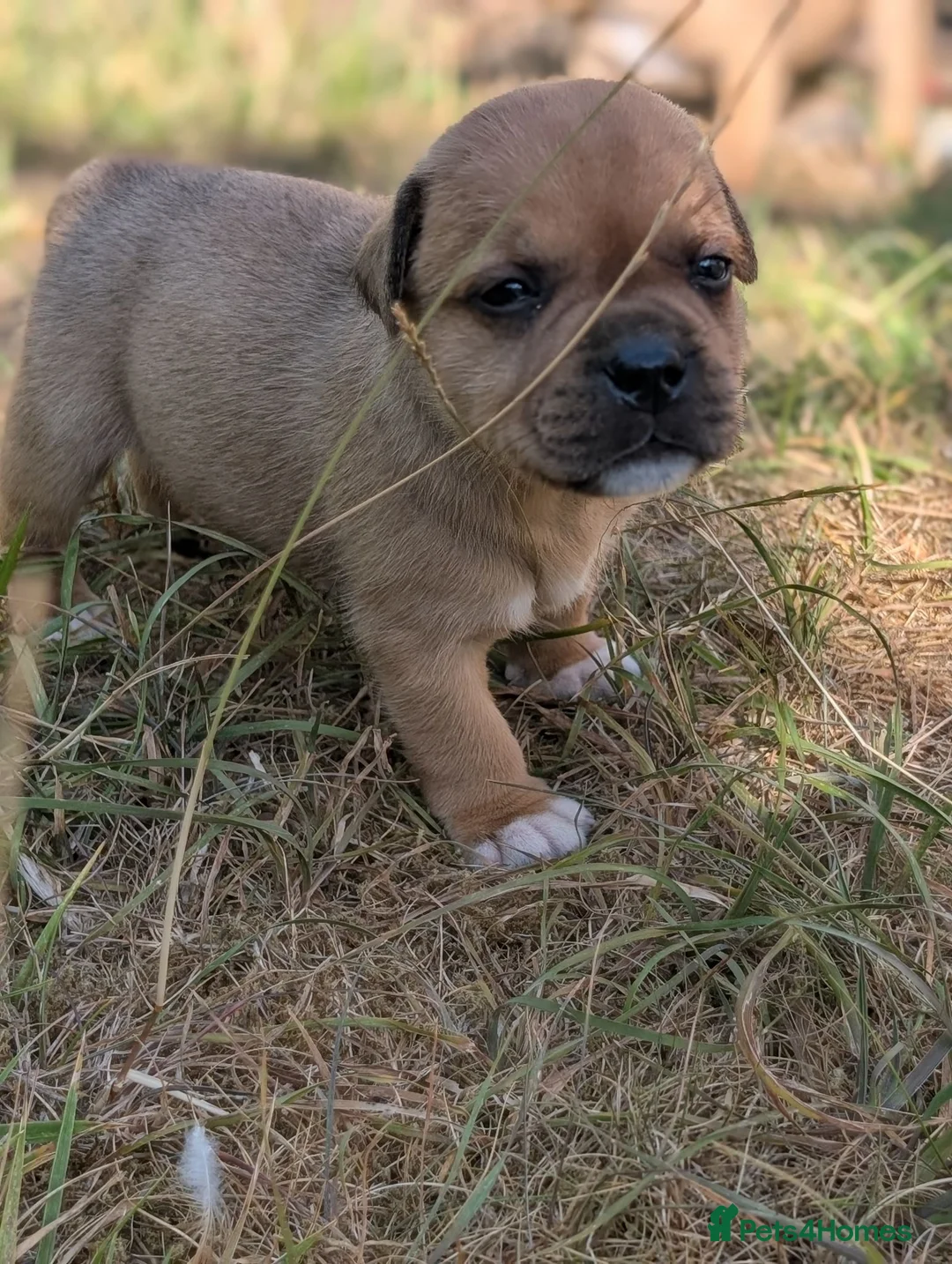 Staffordshire Bull Terrier dogs for sale: KC Red Staffords  - Advert 2