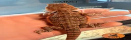 Bearded Dragon reptiles for sale: G stripe Baby Bearded Dragons available - Advert 12