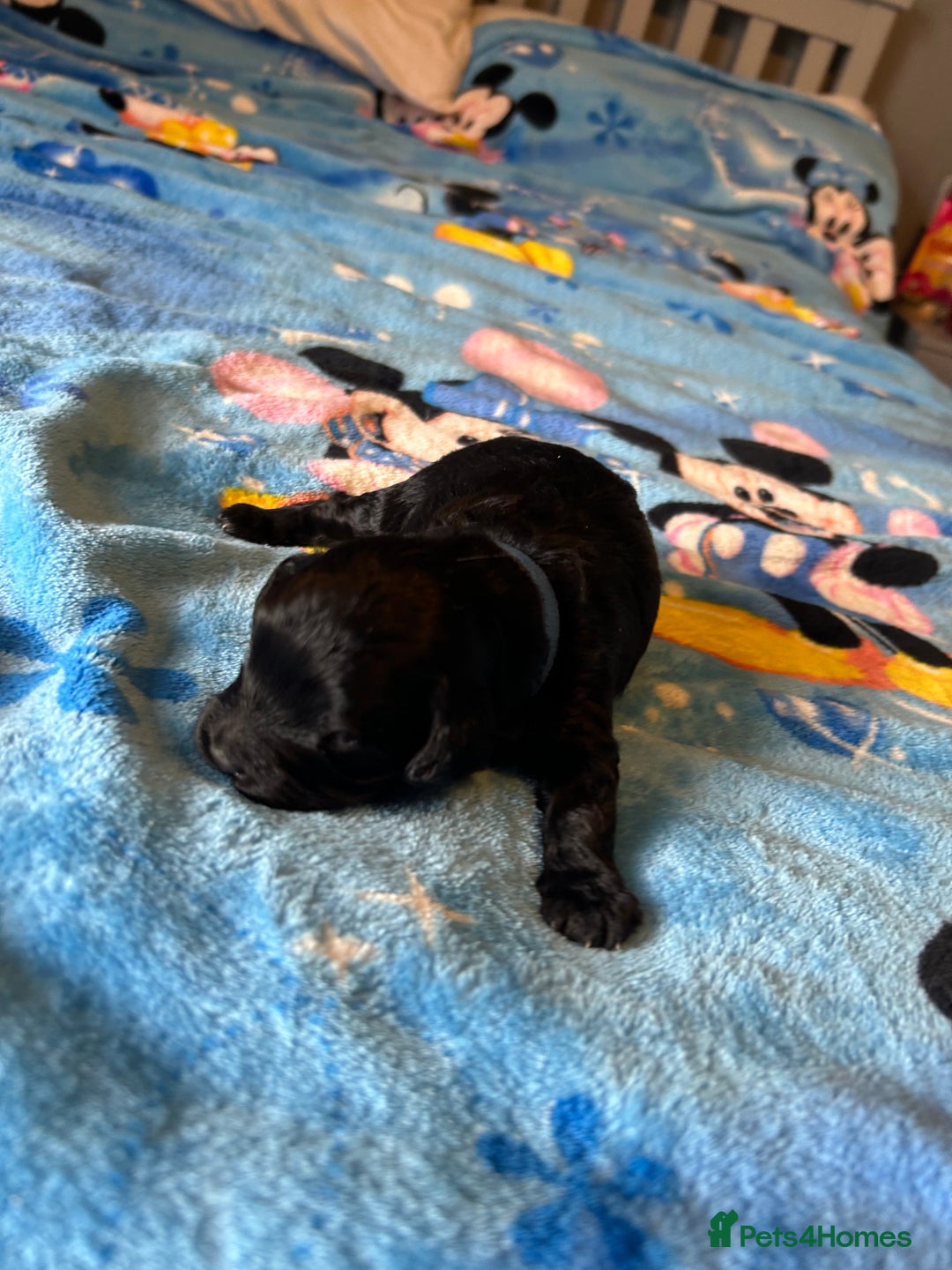 Cockapoo dogs for sale: Gorgeous Cockapoo puppy’s   - Image 6