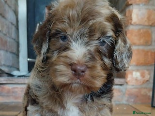 Cockapoo dogs Outstanding cockapoo puppies hereditary clear - Advert 9