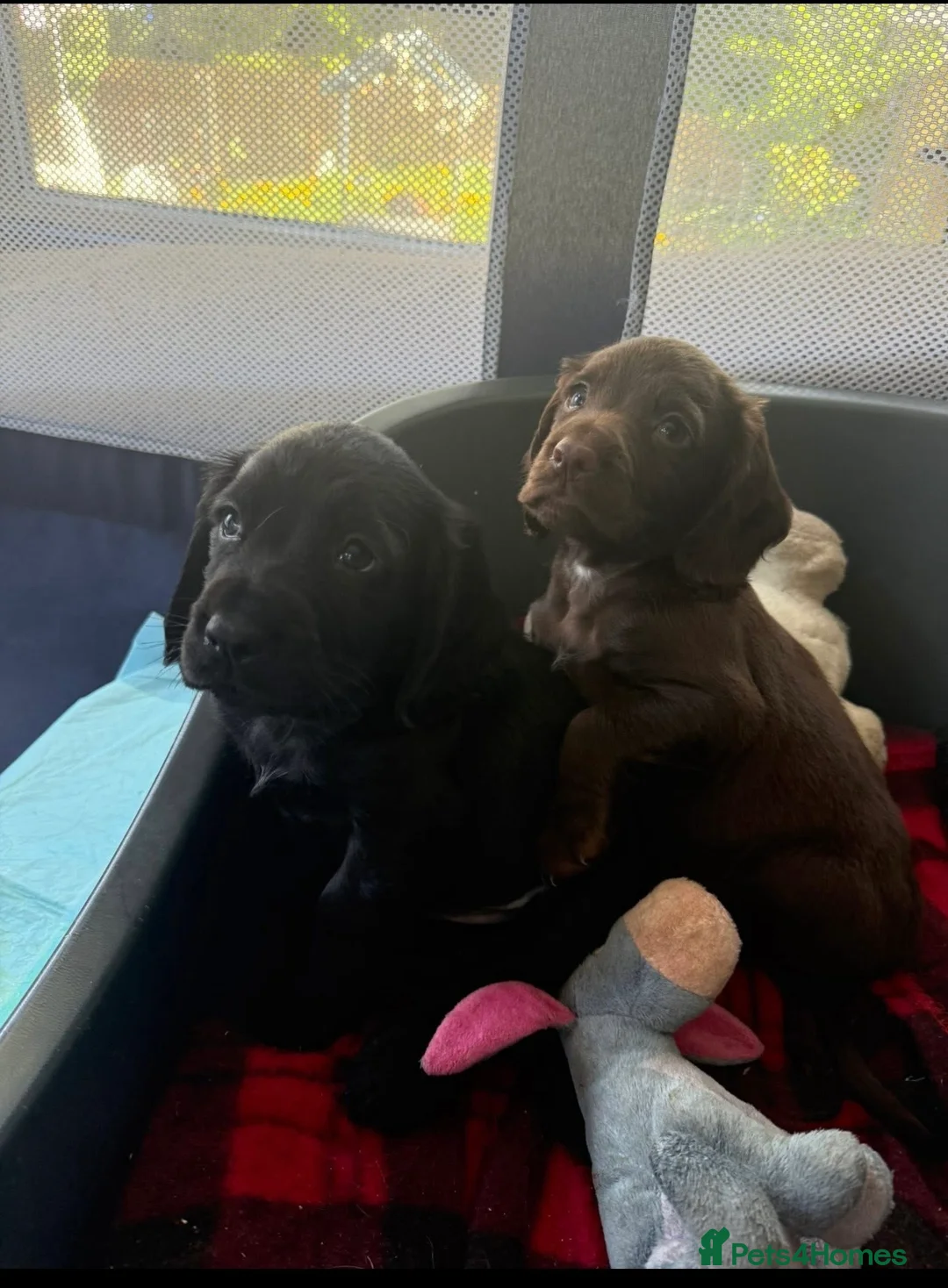 Cocker Spaniel dogs for sale: Cocker spaniel puppies  in Maybole - Advert 6