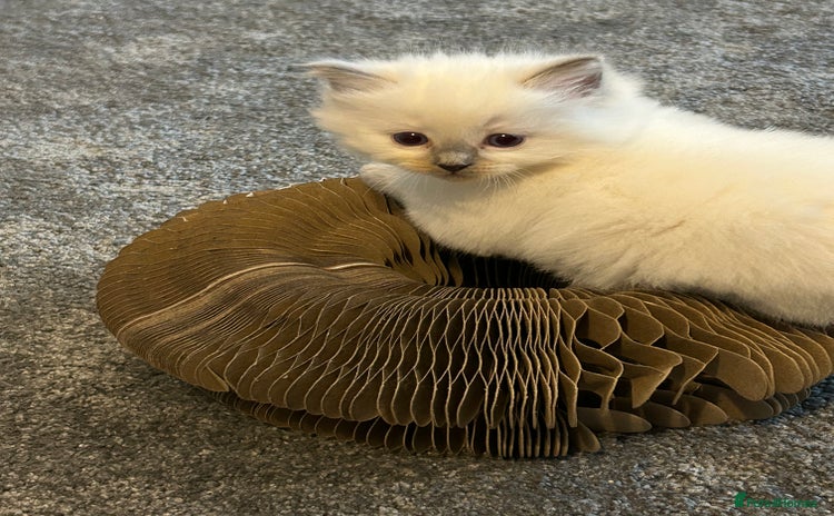 Ragdoll cats - Advert 2