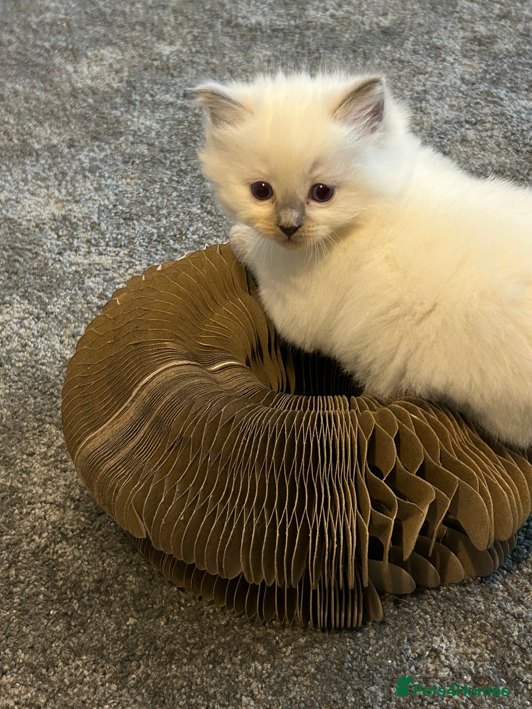 Ragdoll cats for sale: Fully health tested blue point rag doll  - Image 1