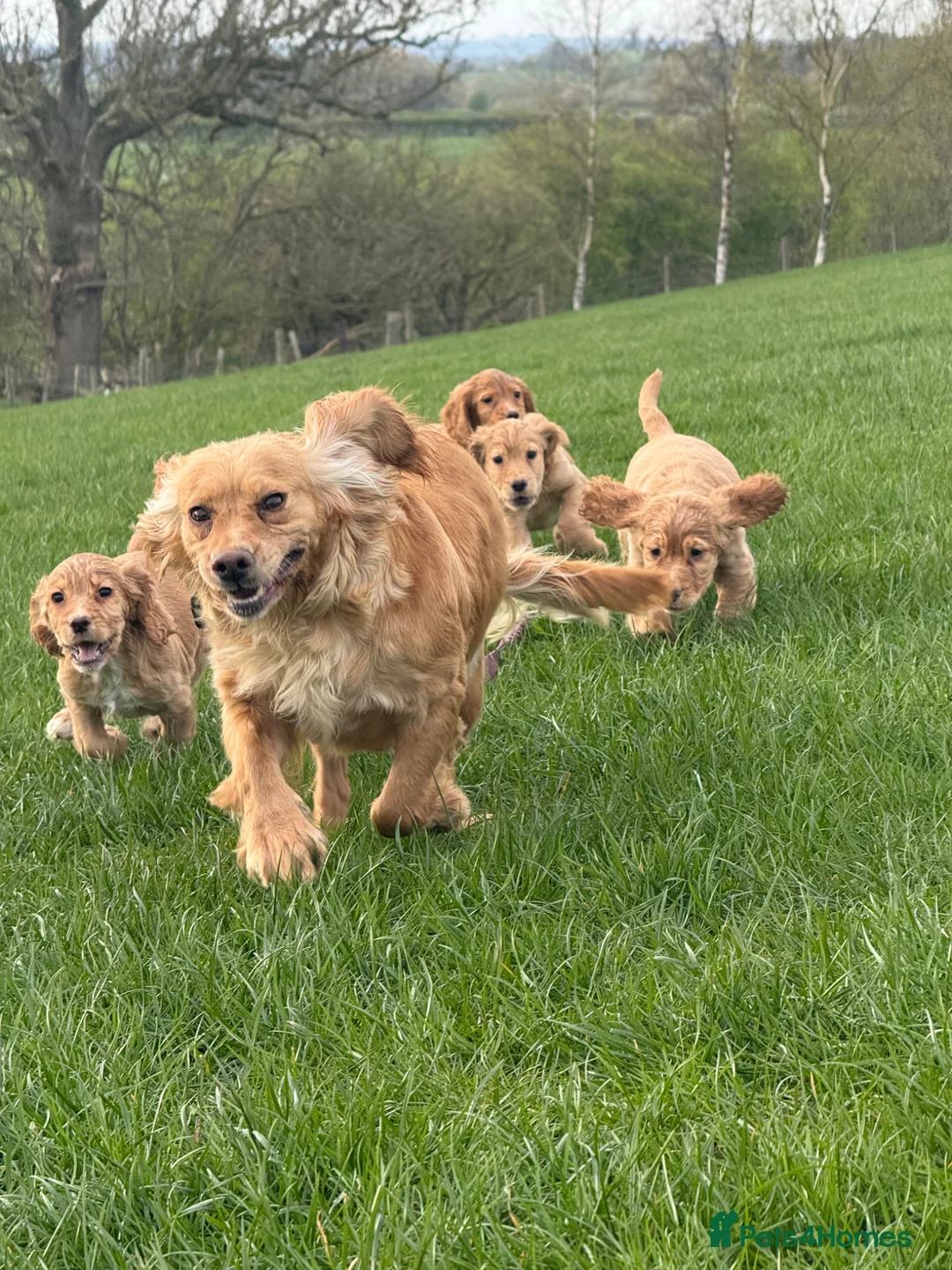 Cocker Spaniel dogs for sale: Golden cocker spaniel pups  in Appleby-in-Westmorland - Advert 1