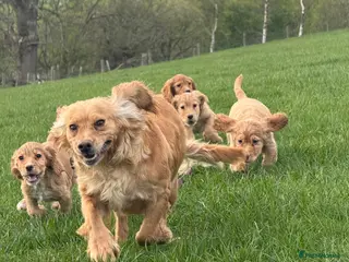 Cocker Spaniel dogs Golden cocker spaniel pups - Advert 1