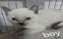 British Shorthair cats for sale: British short hair x ragdoll - Image 5