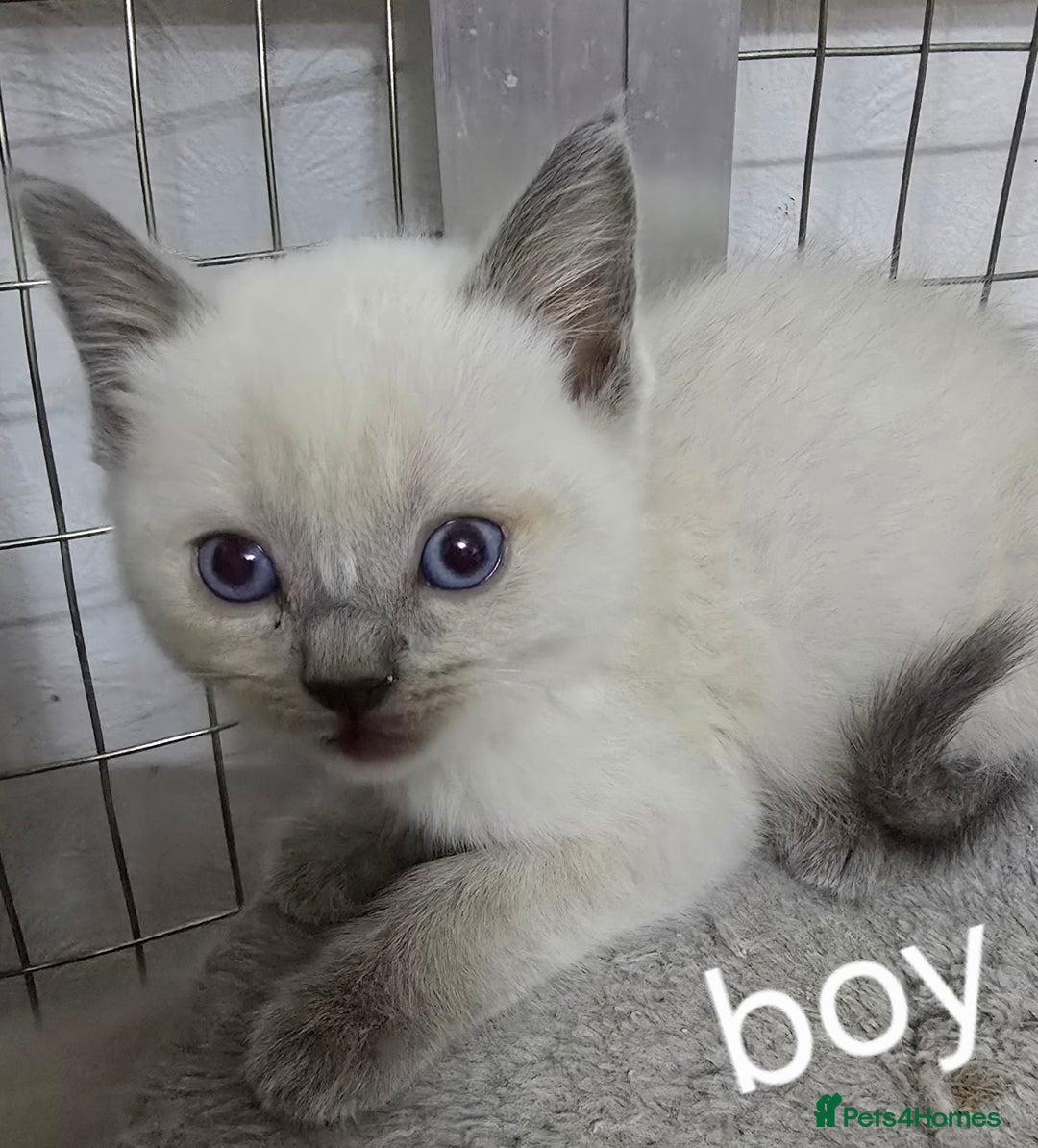 British Shorthair cats for sale: British short hair x ragdoll - Image 5