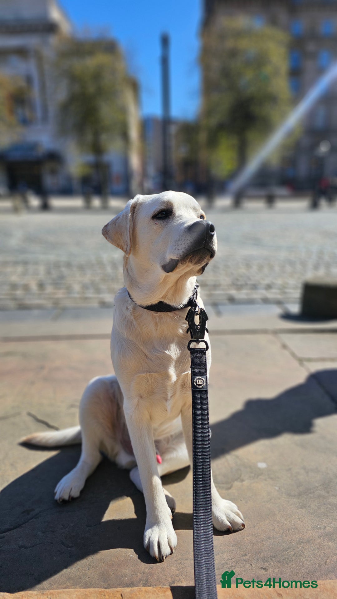 Labrador Retriever dogs for sale: 1 year old Labrador Male for Sale - Image 3