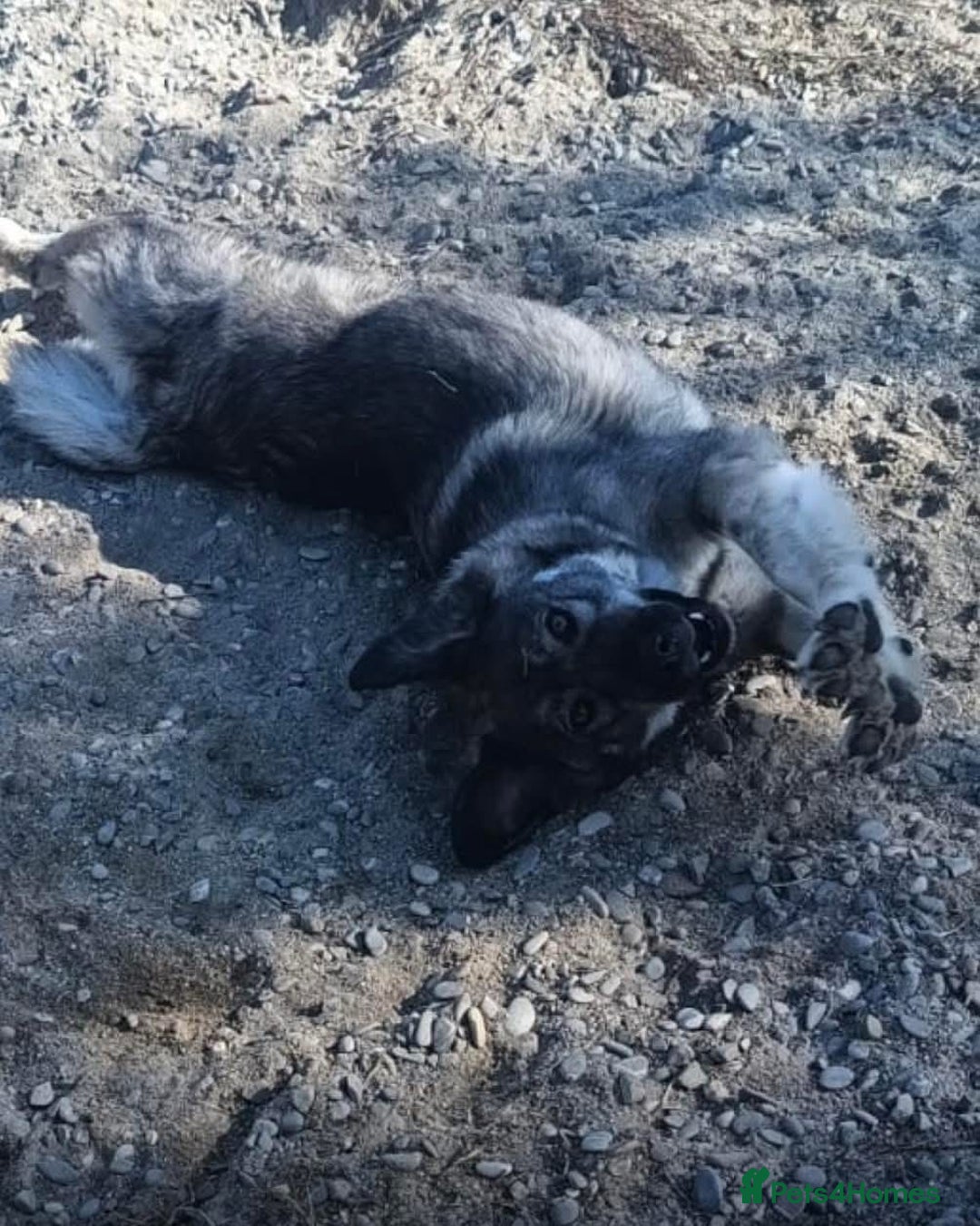 Mixed Breed dogs for adoption: Lola - Norwich Norfolk  - Advert 17