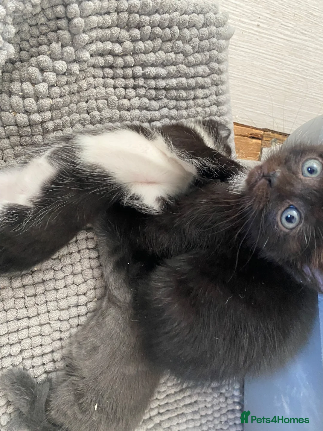 Mixed Breed cats for sale: 2 male kittens ready to leave 3rd September  - Advert 8