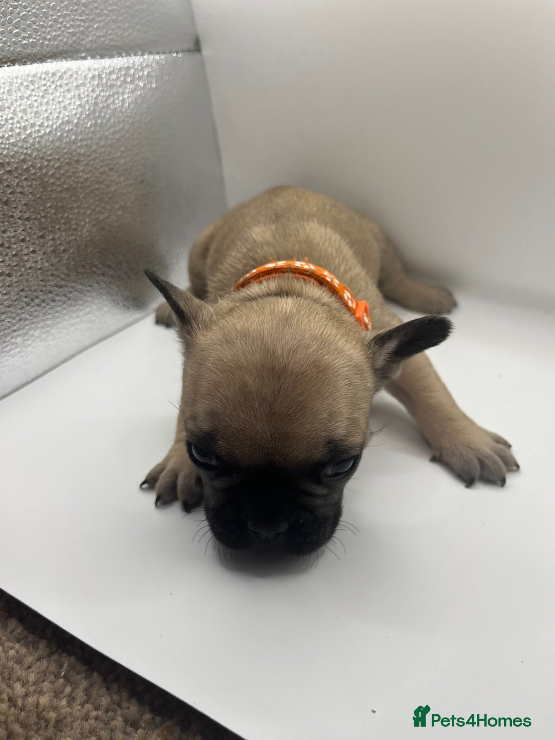French Bulldog dogs for sale: French bulldog puppies - Advert 17