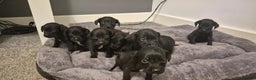 Springador dogs for sale: Stunning springerdors  - Advert 6