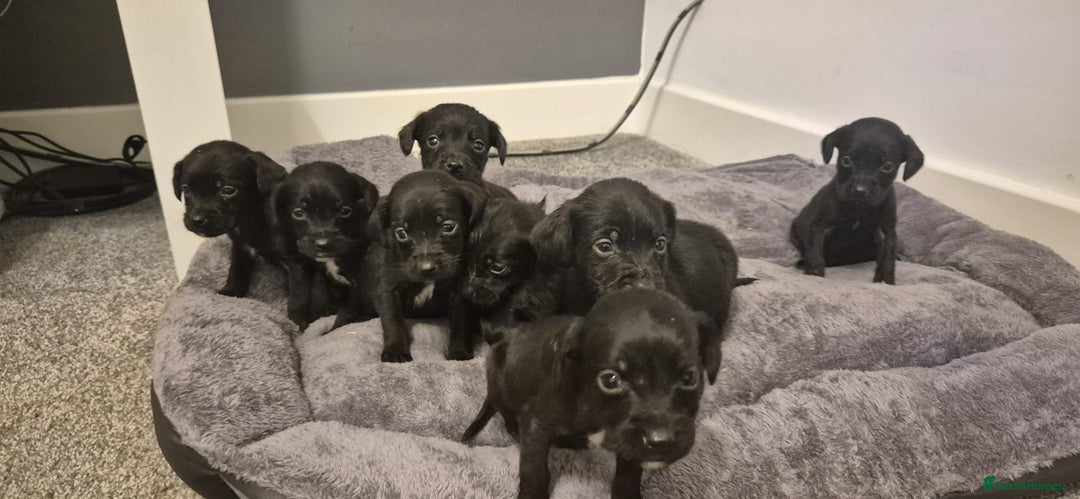 Springador dogs for sale: Stunning springerdors  - Advert 6