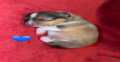 Shetland Sheepdog dogs - Advert 12