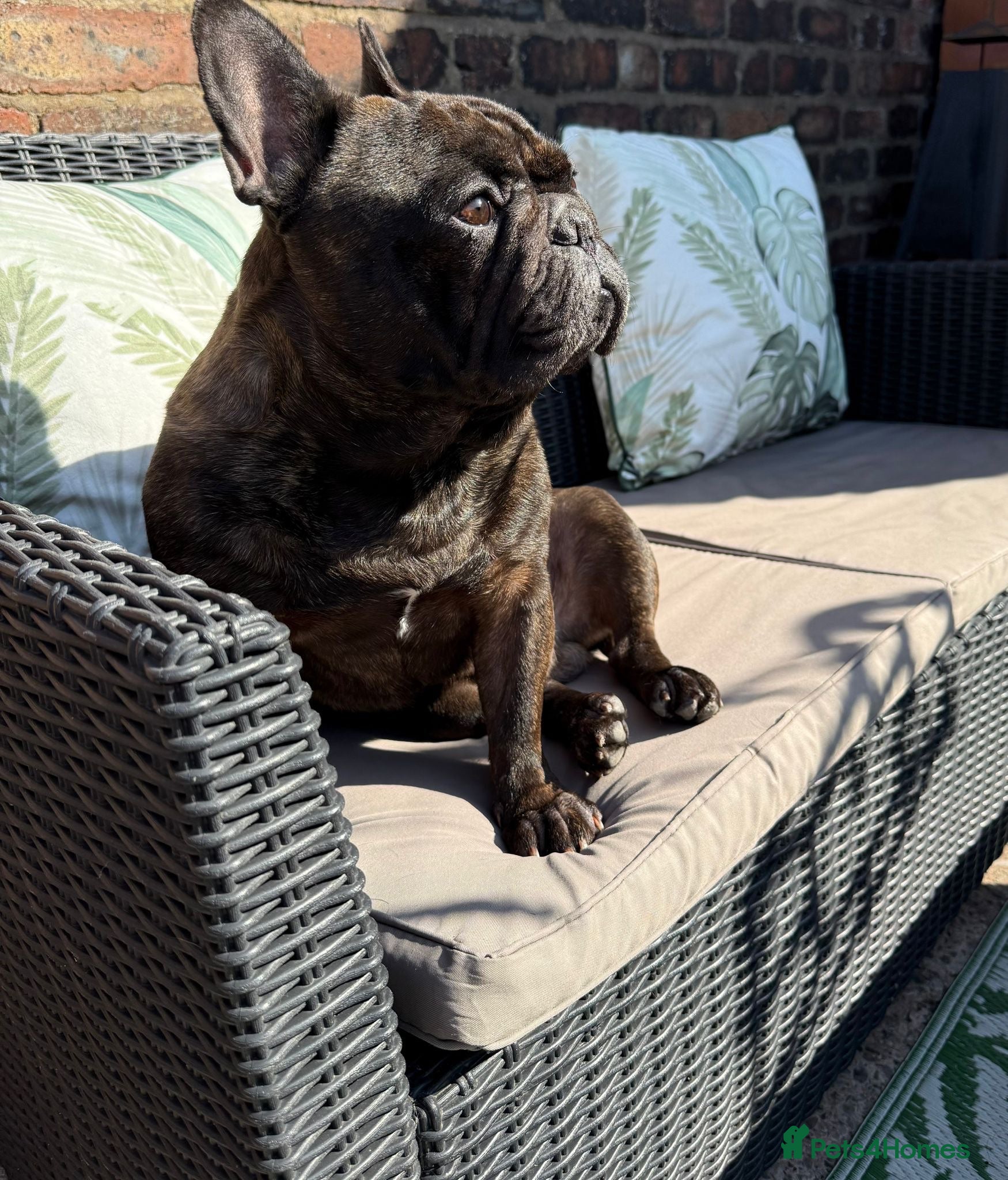French Bulldog dogs Jackson - Advert 1