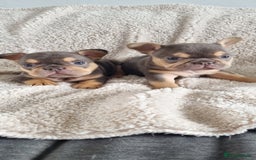 French Bulldog dogs for stud: KC registered fluffy carrier frenchie stud in Dudley - Image 10