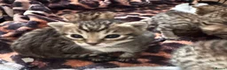 Savannah cats for sale: 5 Gorgeous Spotty Savannah Babies - Advert 6