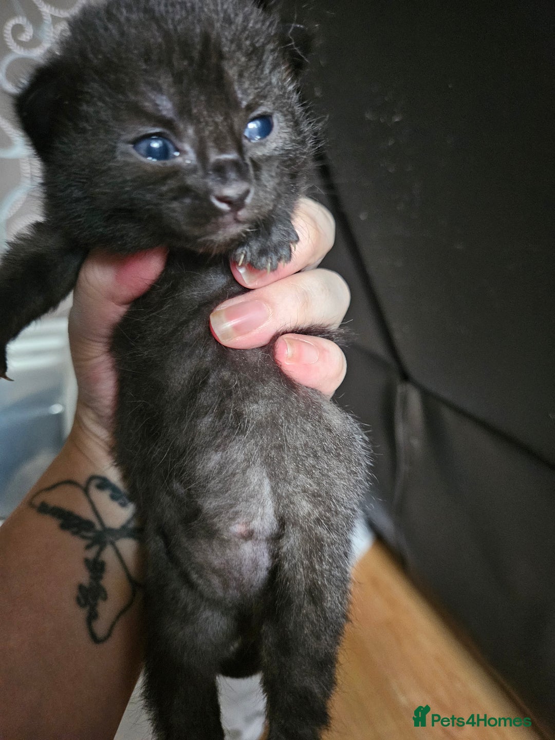 Mixed Breed cats for sale: 4 mixed breed kittens  - Image 6