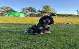 Cocker Spaniel dogs for sale: Girl show cocker spaniel  - Image 1