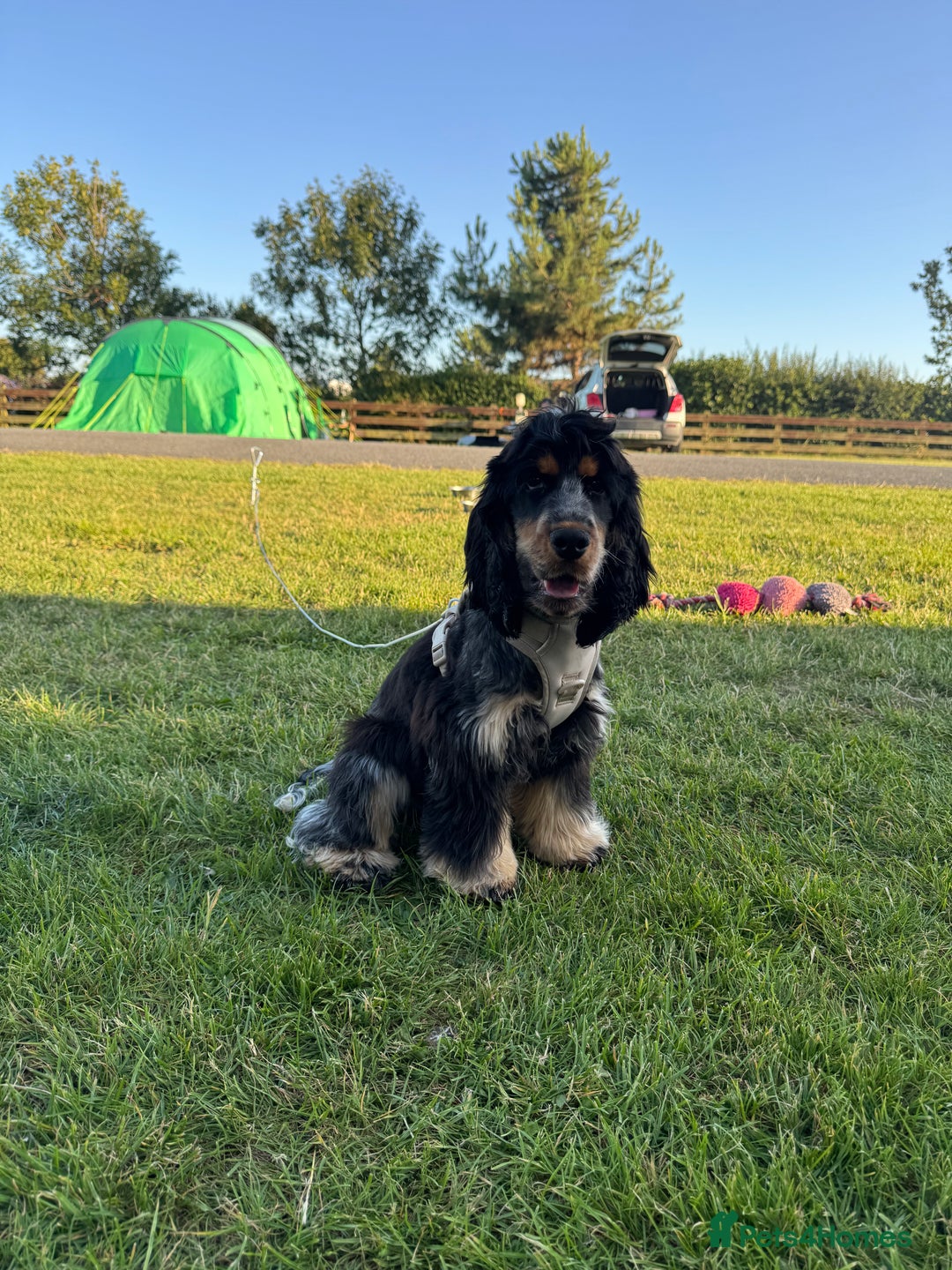Cocker Spaniel dogs for sale: Girl show cocker spaniel  - Image 1