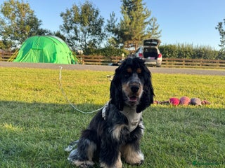 Cocker Spaniel dogs for sale - Advert 1