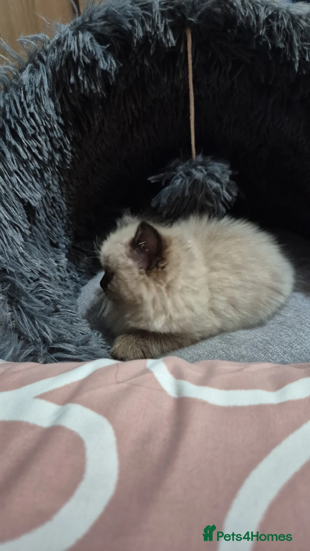 Ragdoll cats for sale: Female ragdoll kitten  - Advert 9