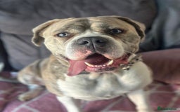 Mixed Breed dogs for sale: Beautiful American bulldog x cane corso puppies - Image 2