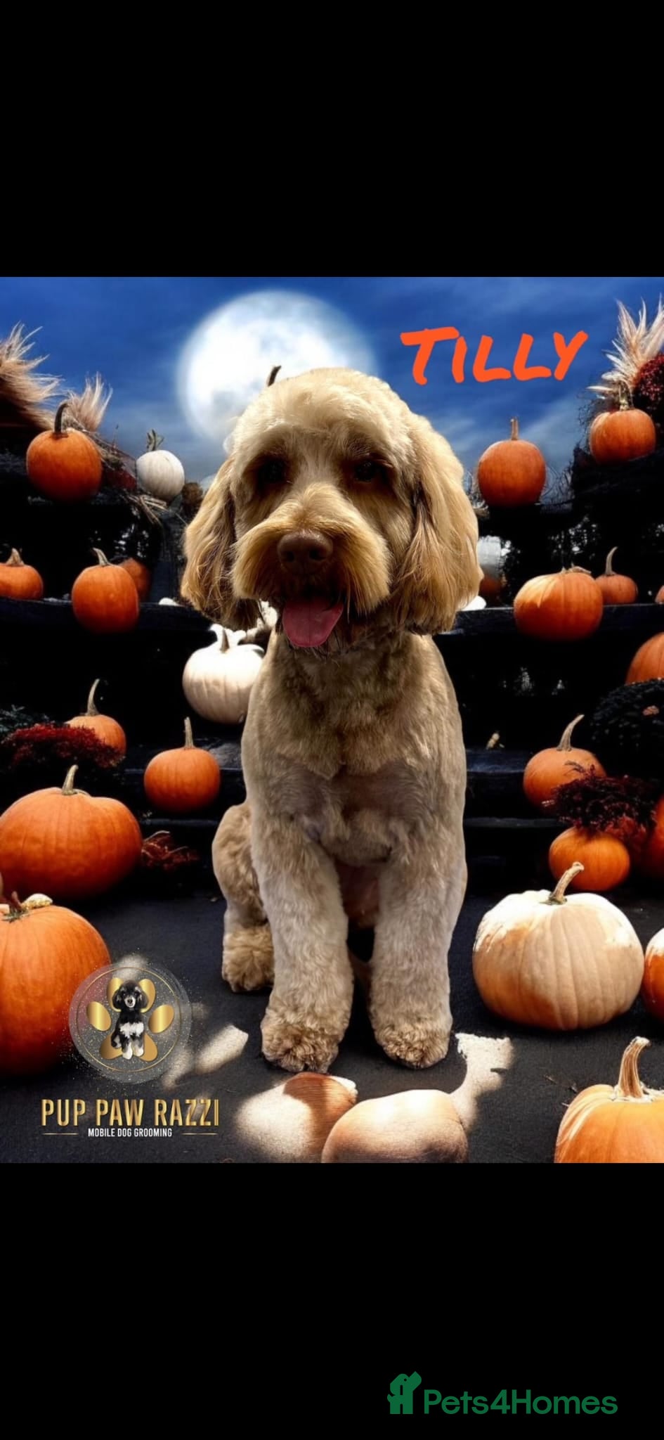 Cockapoo dogs F1b cockapoo puppies in Houghton le Spring - Advert 1