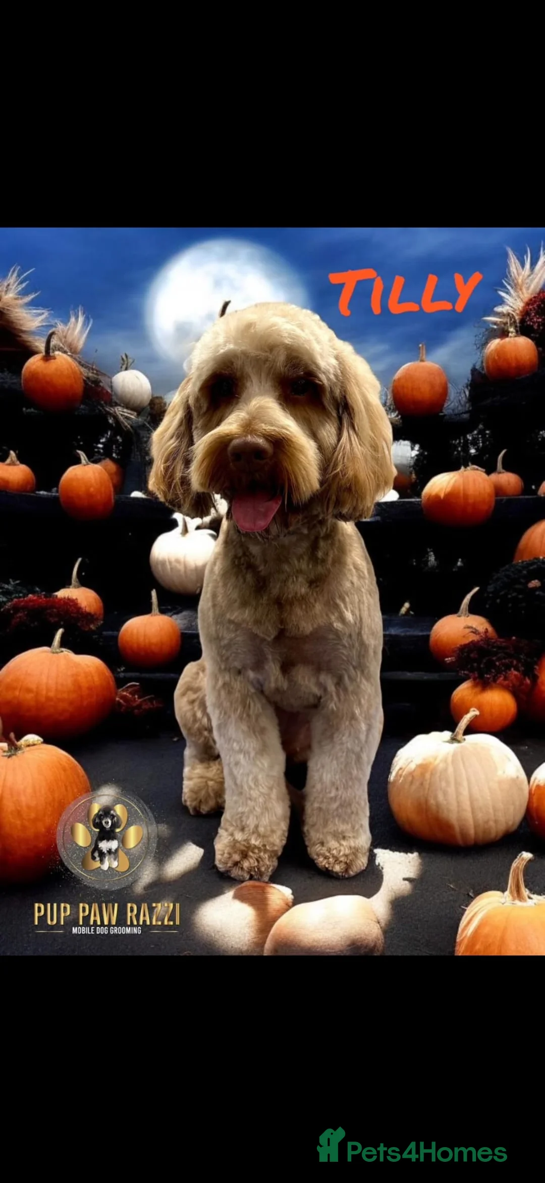 Cockapoo dogs for sale: F1b cockapoo puppies - Advert 1