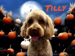 Cockapoo dogs F1b cockapoo puppies in Houghton le Spring - Advert 3