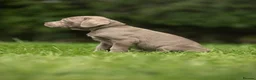 Cane Corso dogs for sale: 5 Towns Italian cane corso spring litter  - Advert 14