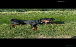 Rottweiler dogs for sale: Jett - Male, 1 year old - Image 4