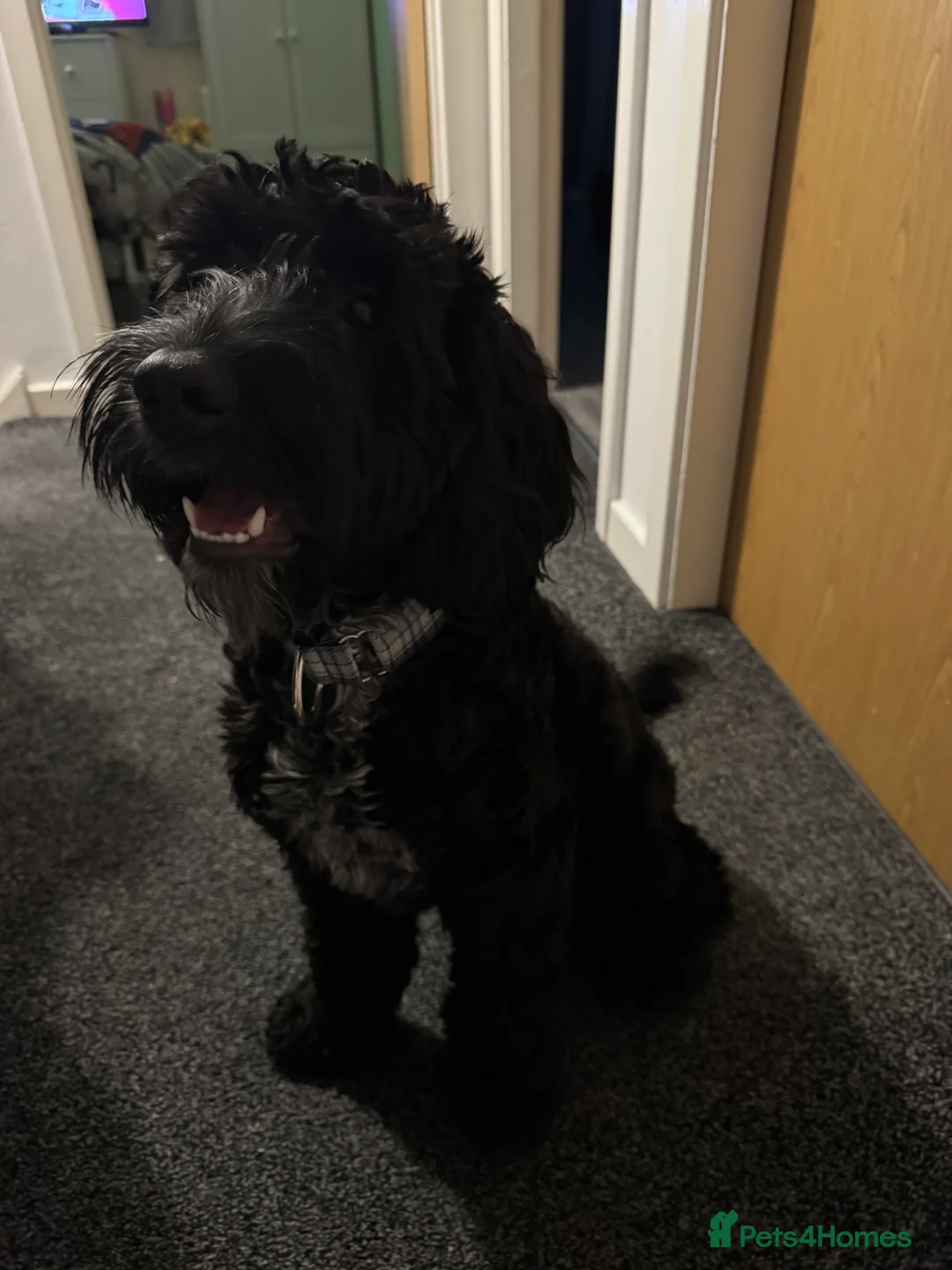 Cockapoo dogs for sale: Cockapoo for rehoming - Advert 5