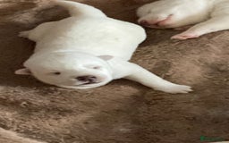 Siberian Husky dogs for sale: Siberian huskies - Image 5
