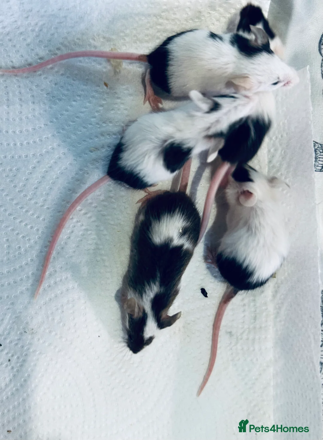 Mouse rodents for sale: Baby Male Fancy Mice  - Advert 6