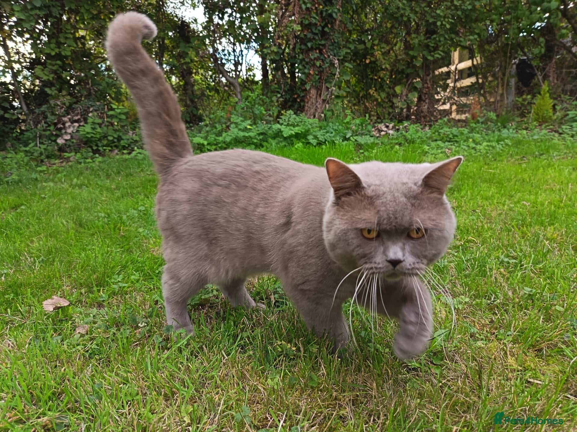 British Shorthair cats Lilac BSH, GCCF active register STUD - Advert 7