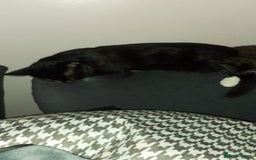 Mixed Breed cats for sale: Kittens for sale - Image 7