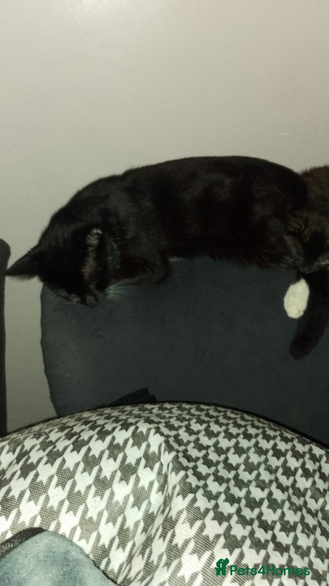 Mixed Breed cats for sale: Kittens for sale - Image 7