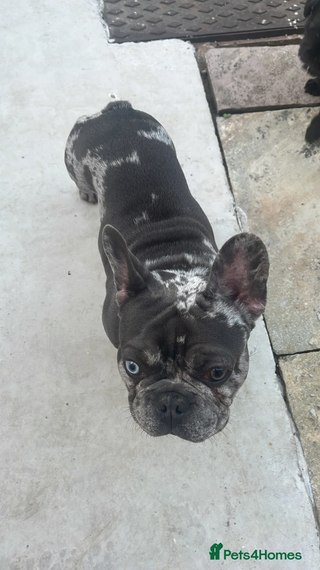 French Bulldog dogs for stud: Blue fawn and white mar stud  - Advert 4