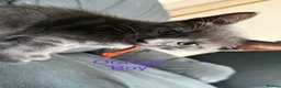 Mixed Breed cats for sale: 9 beautiful kitten  - Advert 12