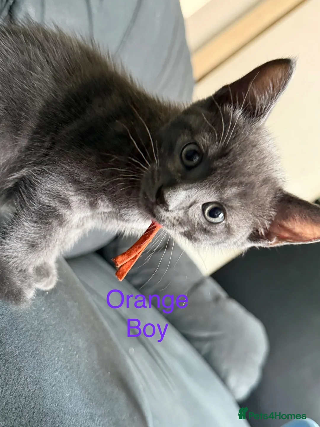 Mixed Breed cats for sale: 9 beautiful kitten  - Advert 12