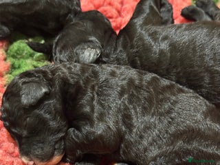 Aussiedoodle dogs 2 X Miniature Aussiedoodle Pups 🐾 ❤️ - Advert 17