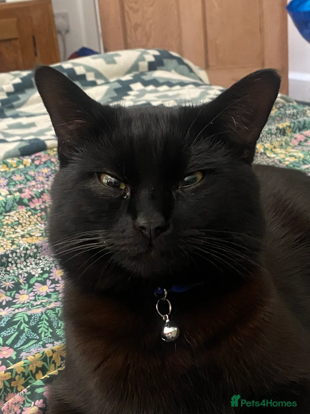 Mixed Breed cats for sale: Very Loving Male Cat - Advert 2