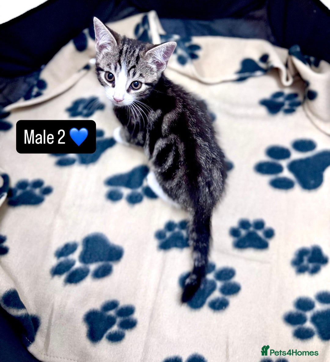 Domestic Shorthair cats for sale: 4 kittens available  - Image 8