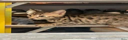 Bengal cats for sale: Bengal X READY NOW  - Advert 22