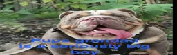 English Bulldog dogs for sale: Standard British Bulldogs 🦍🇬🇧👑 - Advert 39