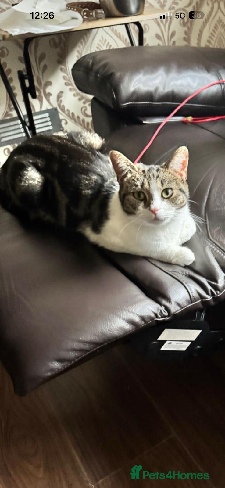 Domestic Shorthair cats Beautiful cat needs home asap  - Advert 8