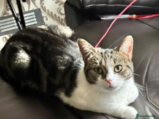 Domestic Shorthair cats Beautiful cat needs home asap - Advert 8
